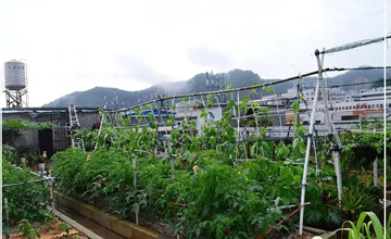 聽說了嗎，多米居然開始搞副業(yè)了？